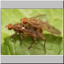 Scatophaga sp - Dungfliege 04a.jpg